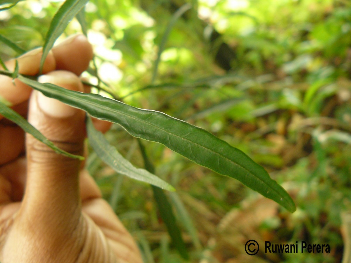 Rhinacanthus flavovirens Amaras. & Wijes.